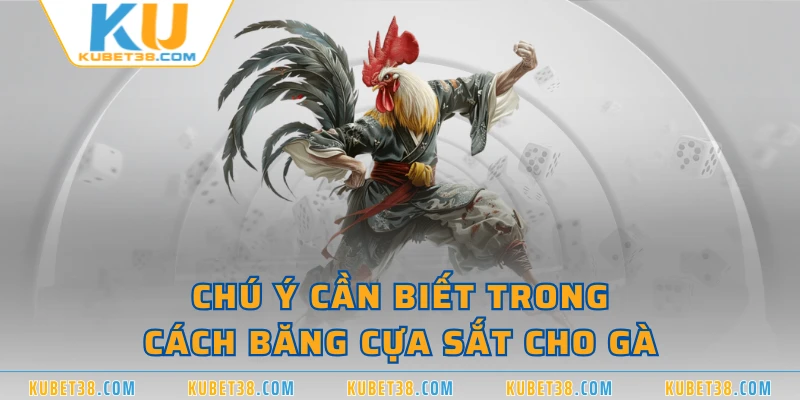 Chú ý cần biết trong cách băng cựa sắt cho gà