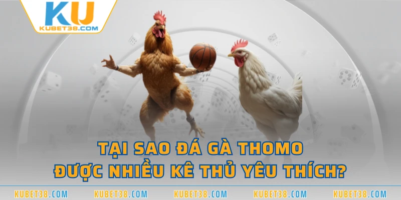 Tại sao đá gà Thomo được nhiều kê thủ yêu thích? 