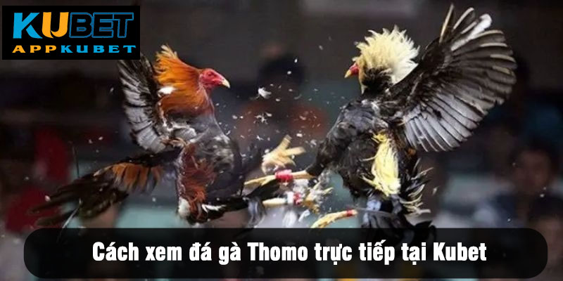 Đá Gà Thomo Trực Tiếp Kubet - Tụ Điểm Giải Trí Top Đầu 2025